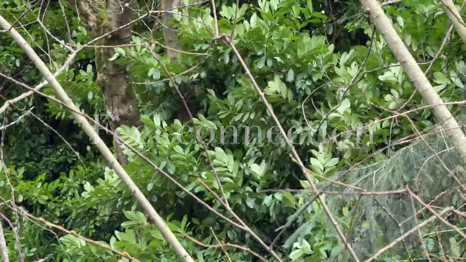 7 - The Whispering Path_ Guided Zen Meditation - Breathing with Nature - 囁きの道 導かれる禅瞑想 自然と共に呼吸する - Seg 2